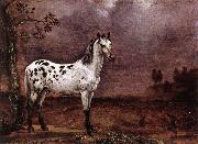POTTER, Paulus The Spotted Horse af oil painting